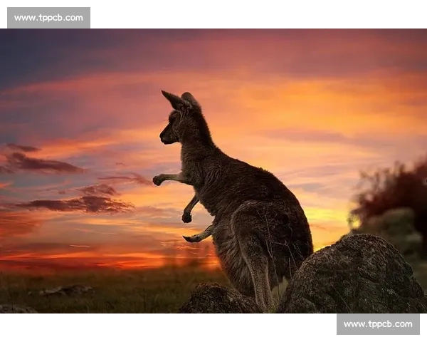 一场电竞的“袋鼠跳”，澳大利亚国家队能否惊艳世界