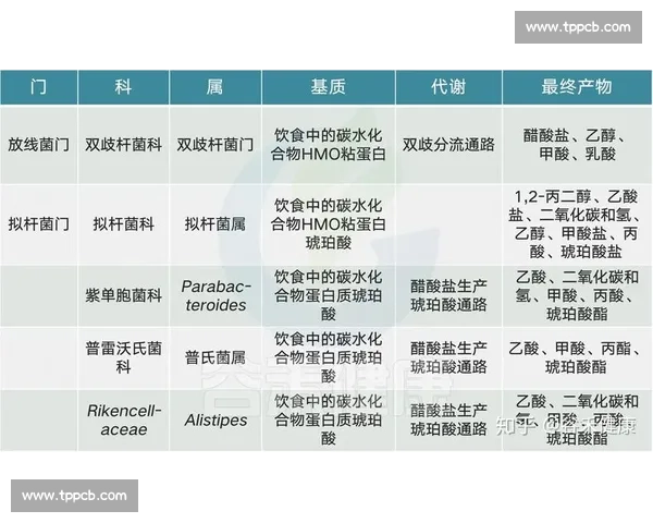 数据之外的传奇：NBA历史总冠军榜的深层解读