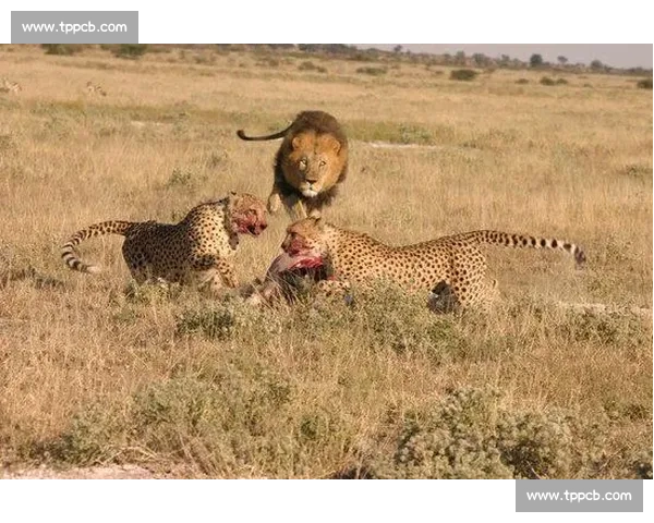 非洲电竞联赛积分榜风云突变，谁将登顶荣耀之巅！